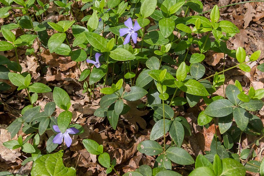 Nel sottobosco: Vinca minor (Apocynaceae)